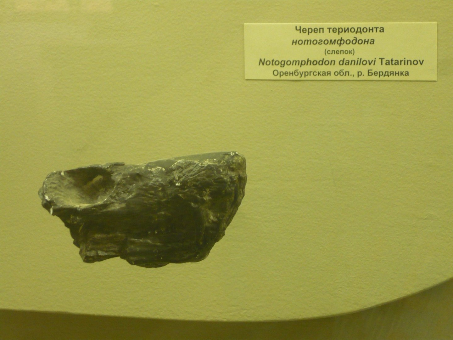 Notogomphodon danilovi skull (cast)