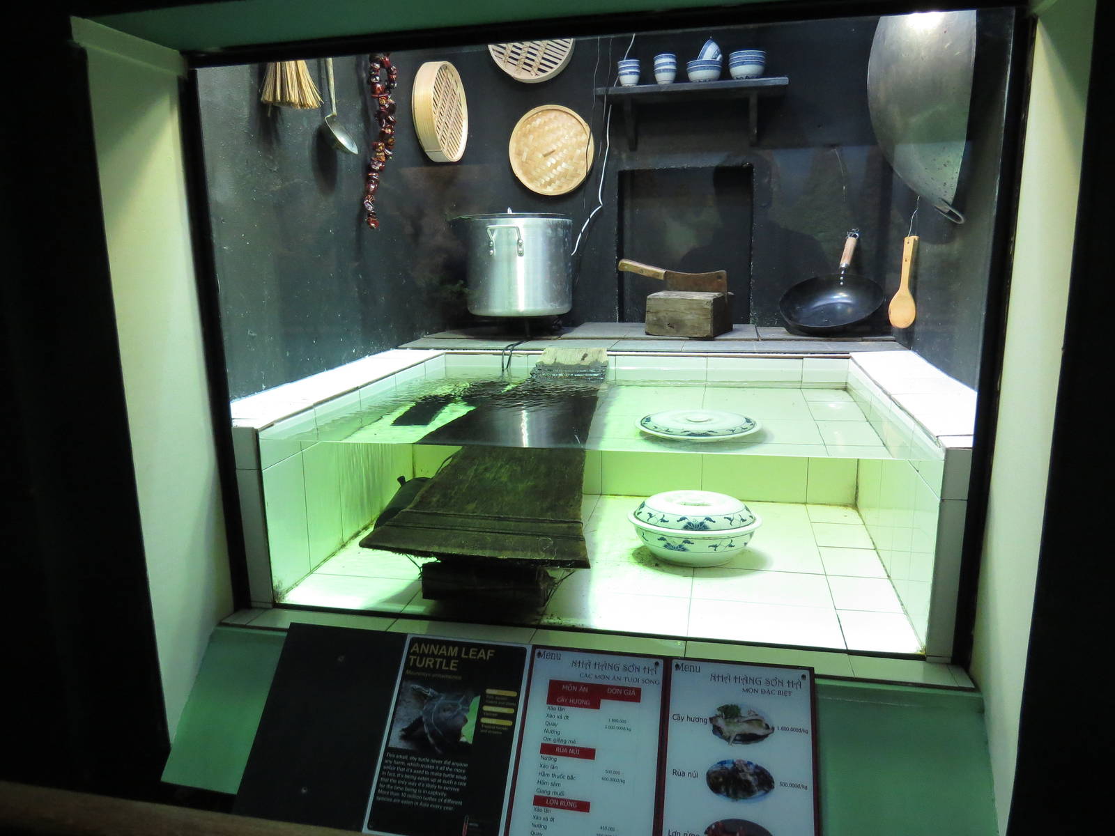 Notorious Annam leaf turtle display, July 2015.