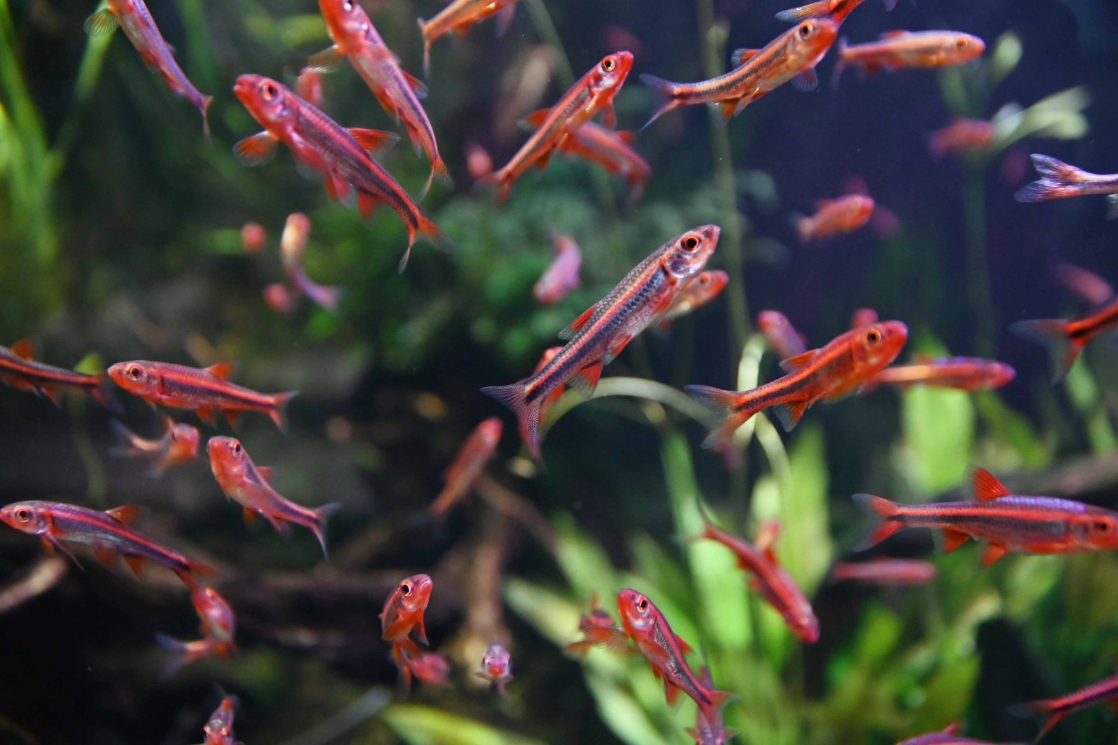 Notropus chromosomus