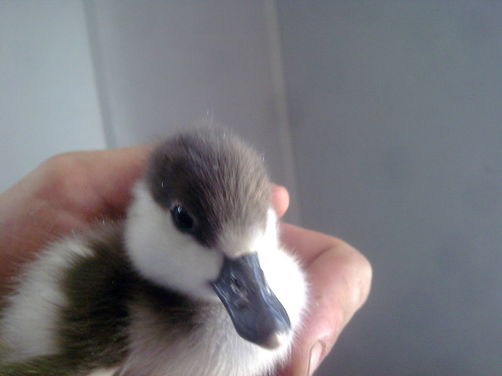 Nov - 09 Ruddy Shelduck Duckling