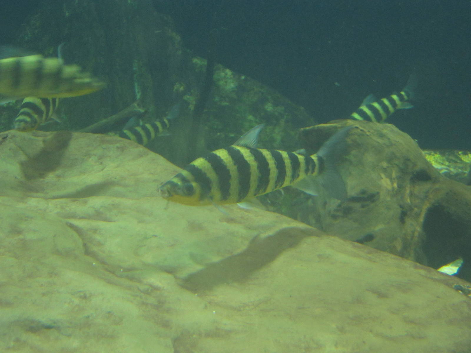 Nov. 2013 - Amazon Flooded Forest - Banded Leporinus