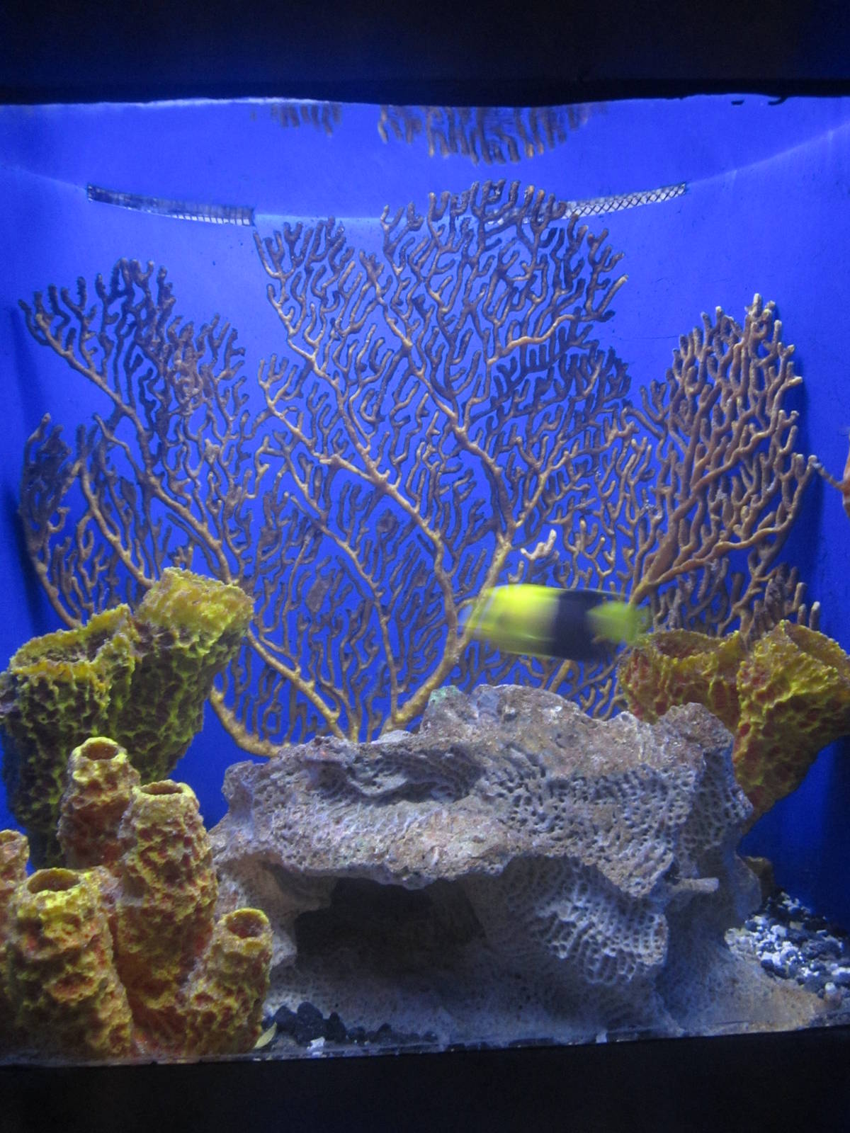 Nov. 2013 - Bizarre and Beautiful - Bicolor Angelfish + Bristle-Tail Filefi