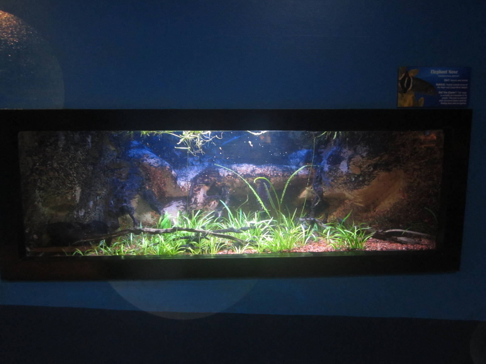 Nov. 2013 - Bizarre and Beautiful - Elephantnose Fish Tank