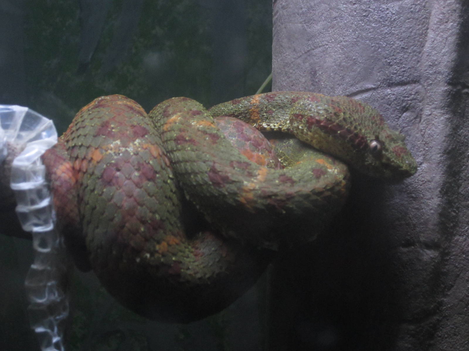 Nov. 2013 - Bizarre and Beautiful - Eyelash Viper