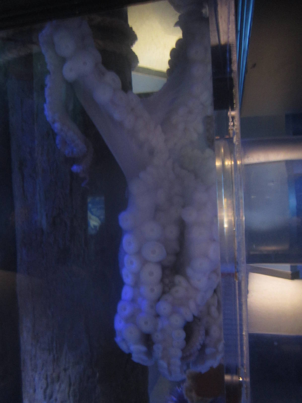 Nov. 2013 - Bizarre and Beautiful - Giant Pacific Octopus