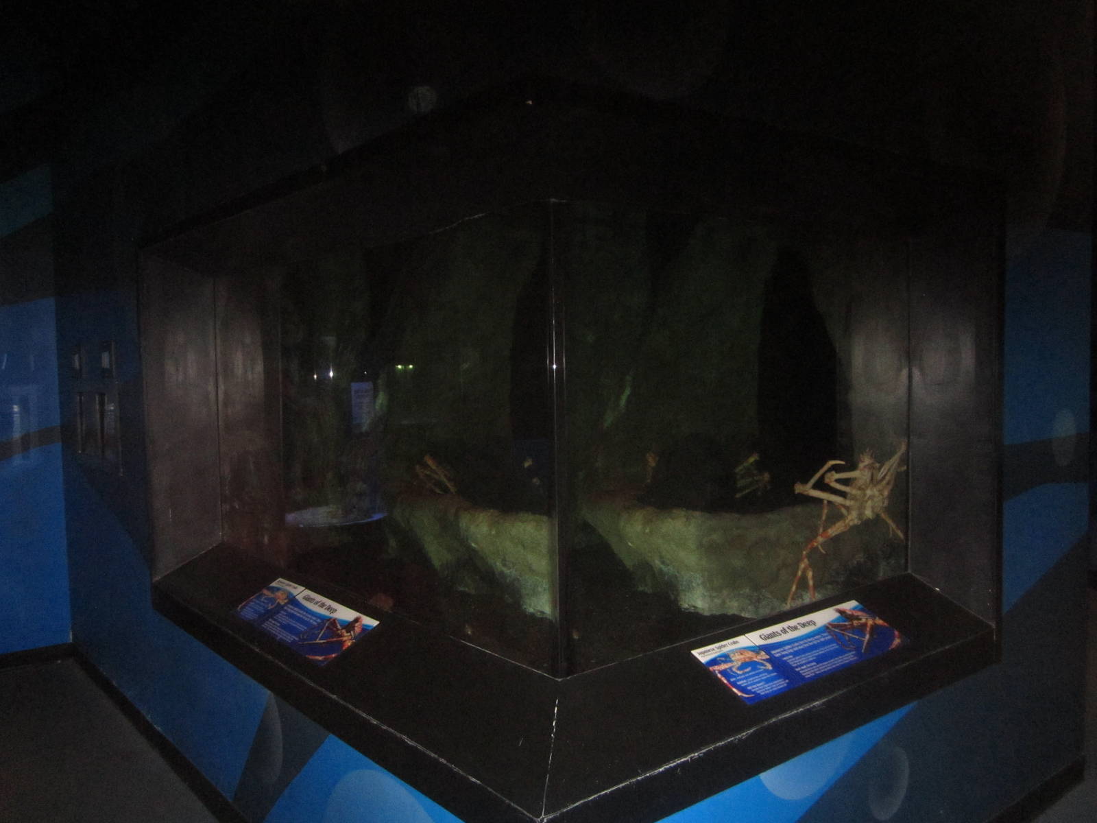 Nov. 2013 - Bizarre and Beautiful - Japanese Spider Crab Exhibit