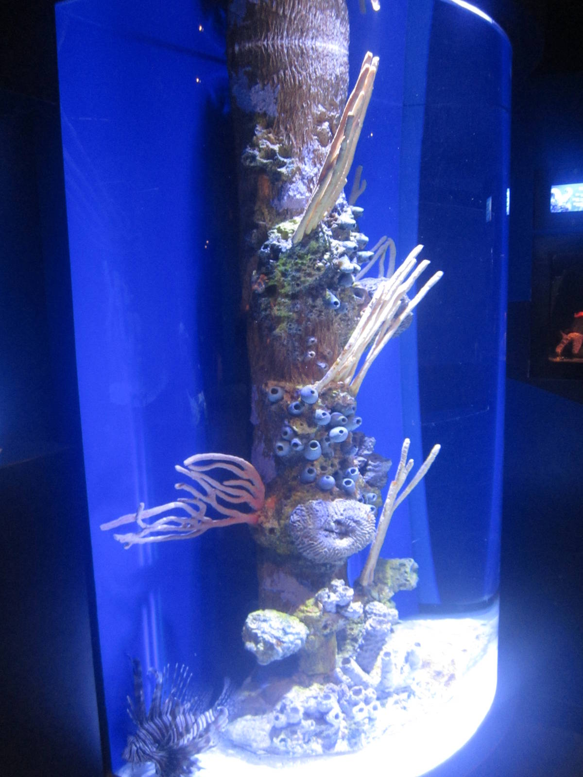 Nov. 2013 - Bizarre and Beautiful - Red Lionfish Tank