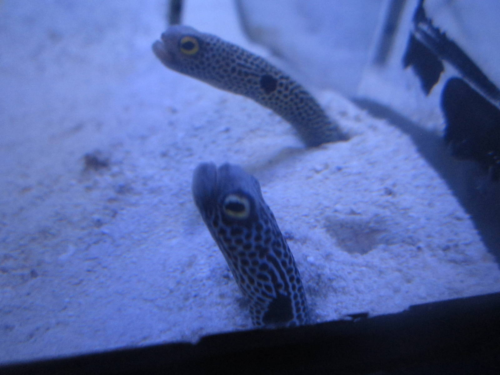 Nov. 2013 - Bizarre and Beautiful - Spotted Garden Eels