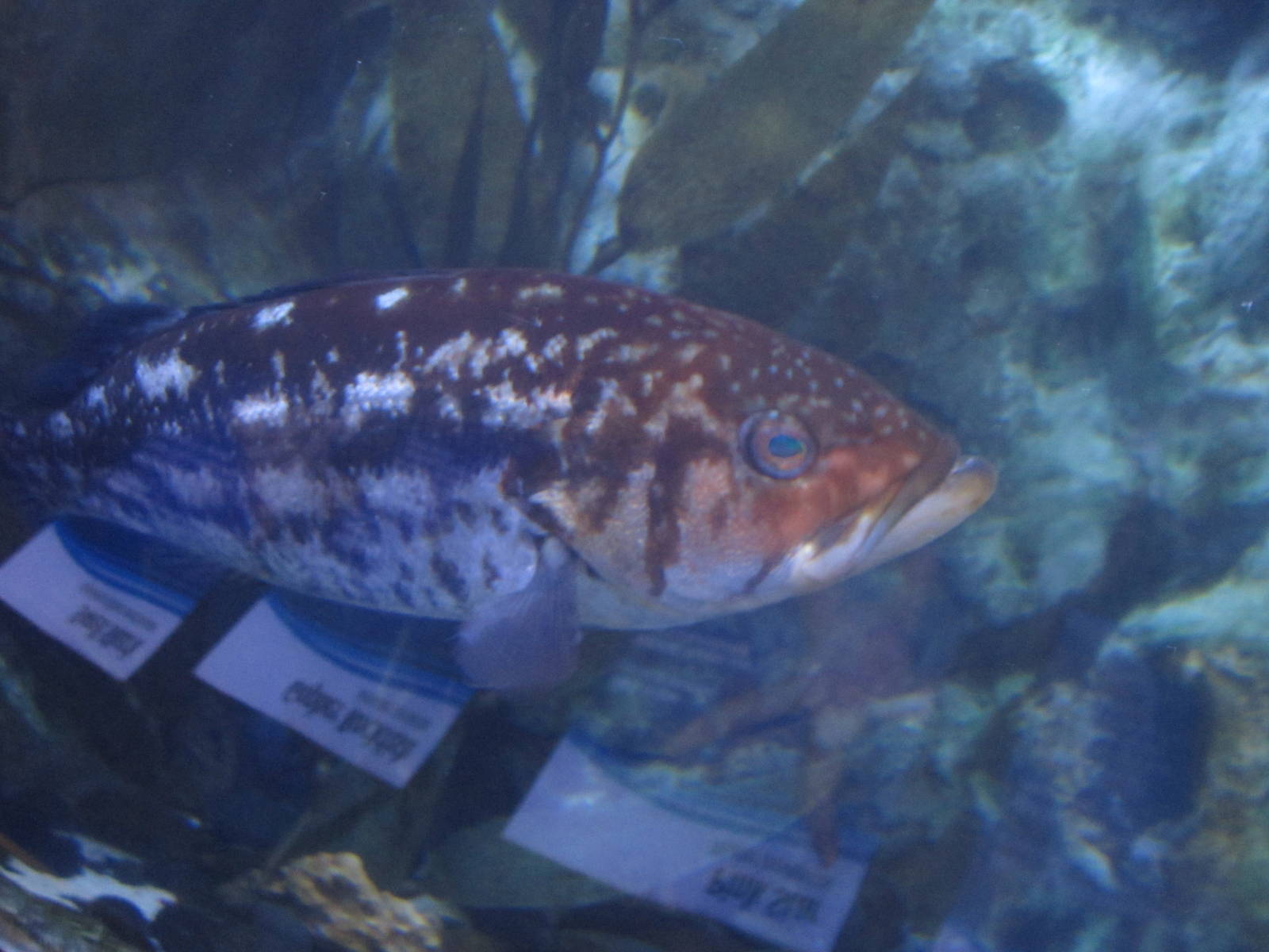 Nov. 2013 - California Kelp forest Tunnel - Kelp Bass