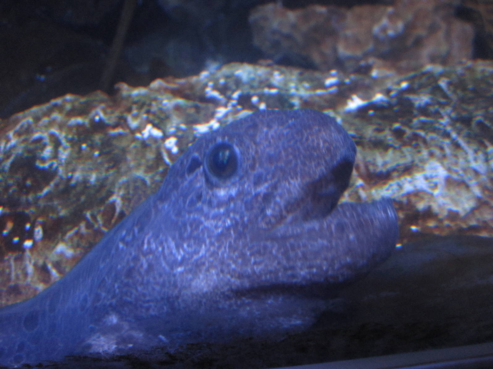 Nov. 2013 - California Kelp Forest Tunnel - Wolf Eel