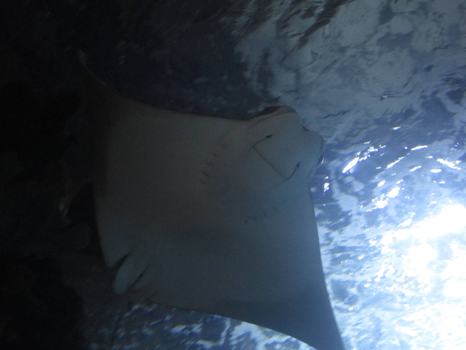Nov. 2013 - Coral Reef - Cownose Ray