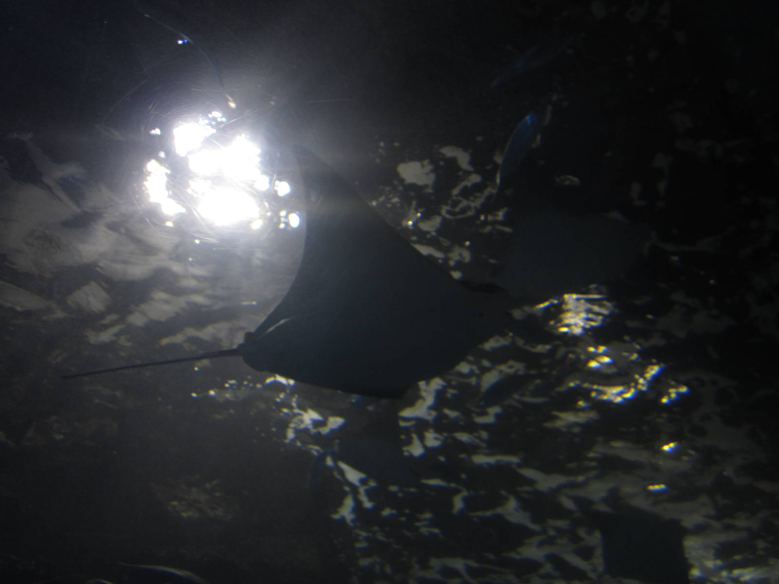 Nov. 2013 - Coral Reef - Cownose Ray