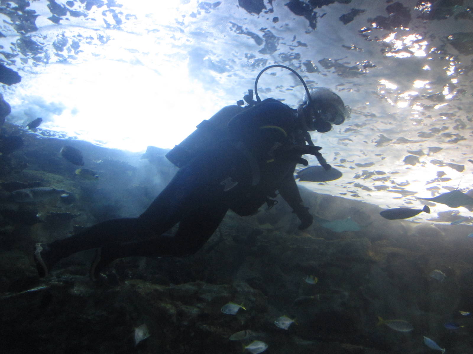 Nov. 2013 - Coral Reef - Scuba Diver