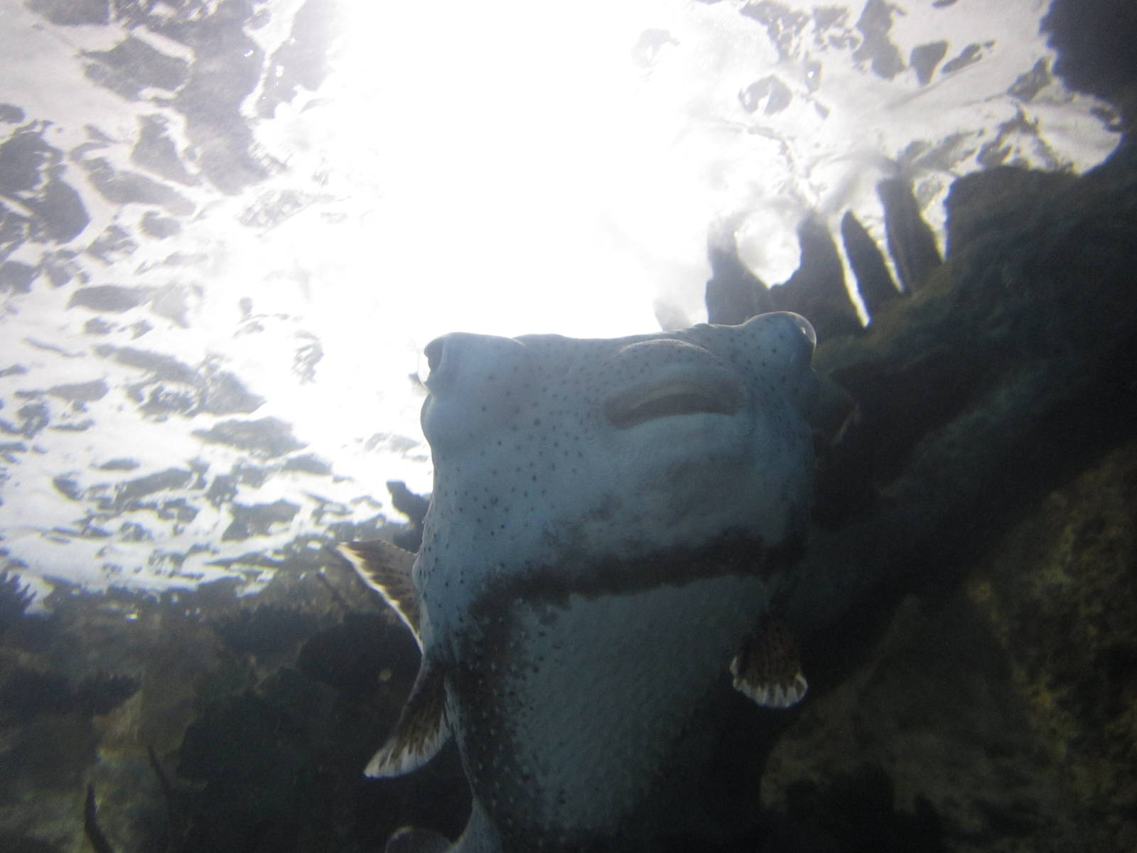 Nov. 2013 - Coral Reef Tunnel - Spot-fin Porcupinefish