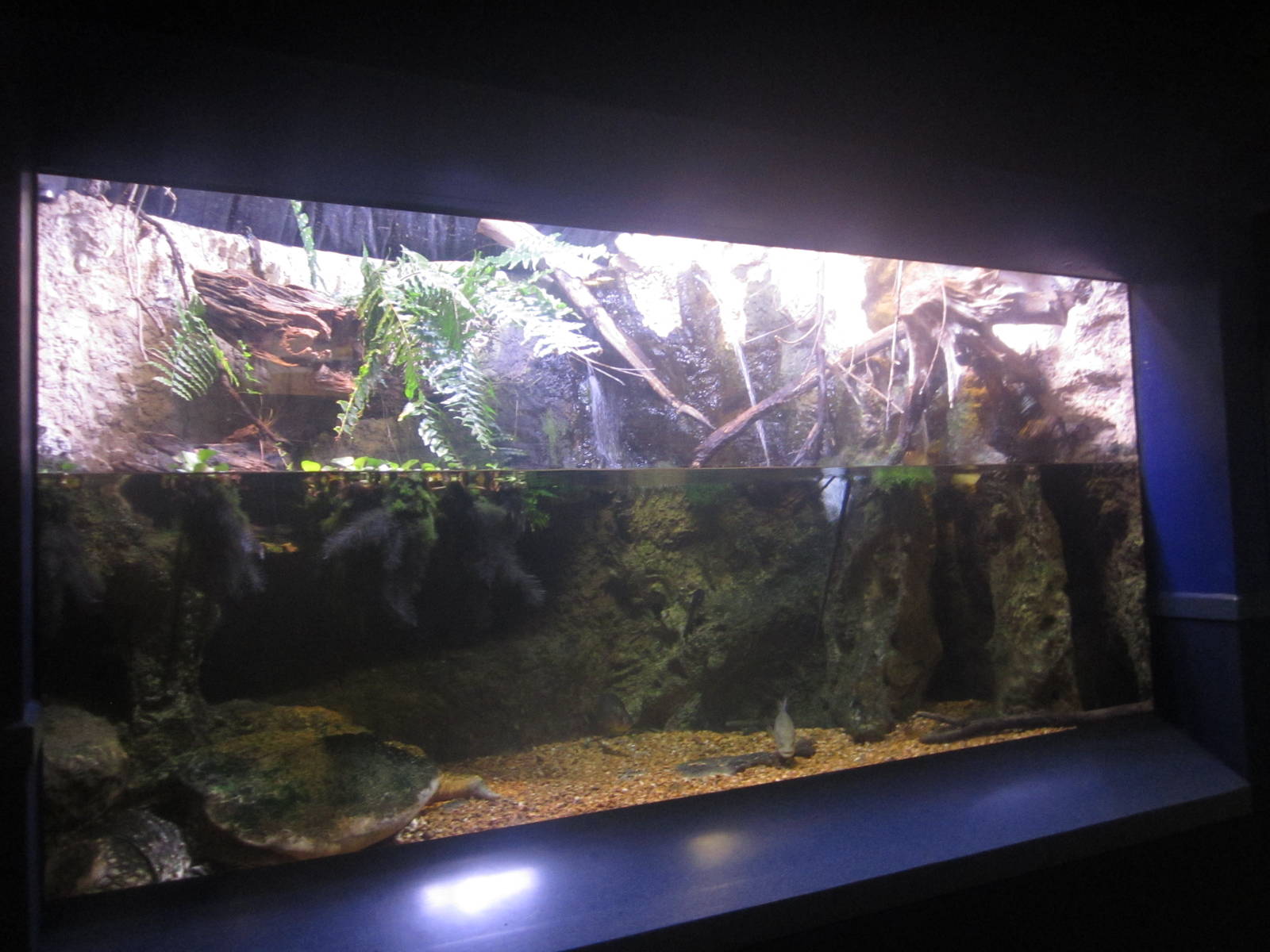 Nov. 2013 - Dangerous and Deadly - Alligator Snapping Turtle + Smallmouth B