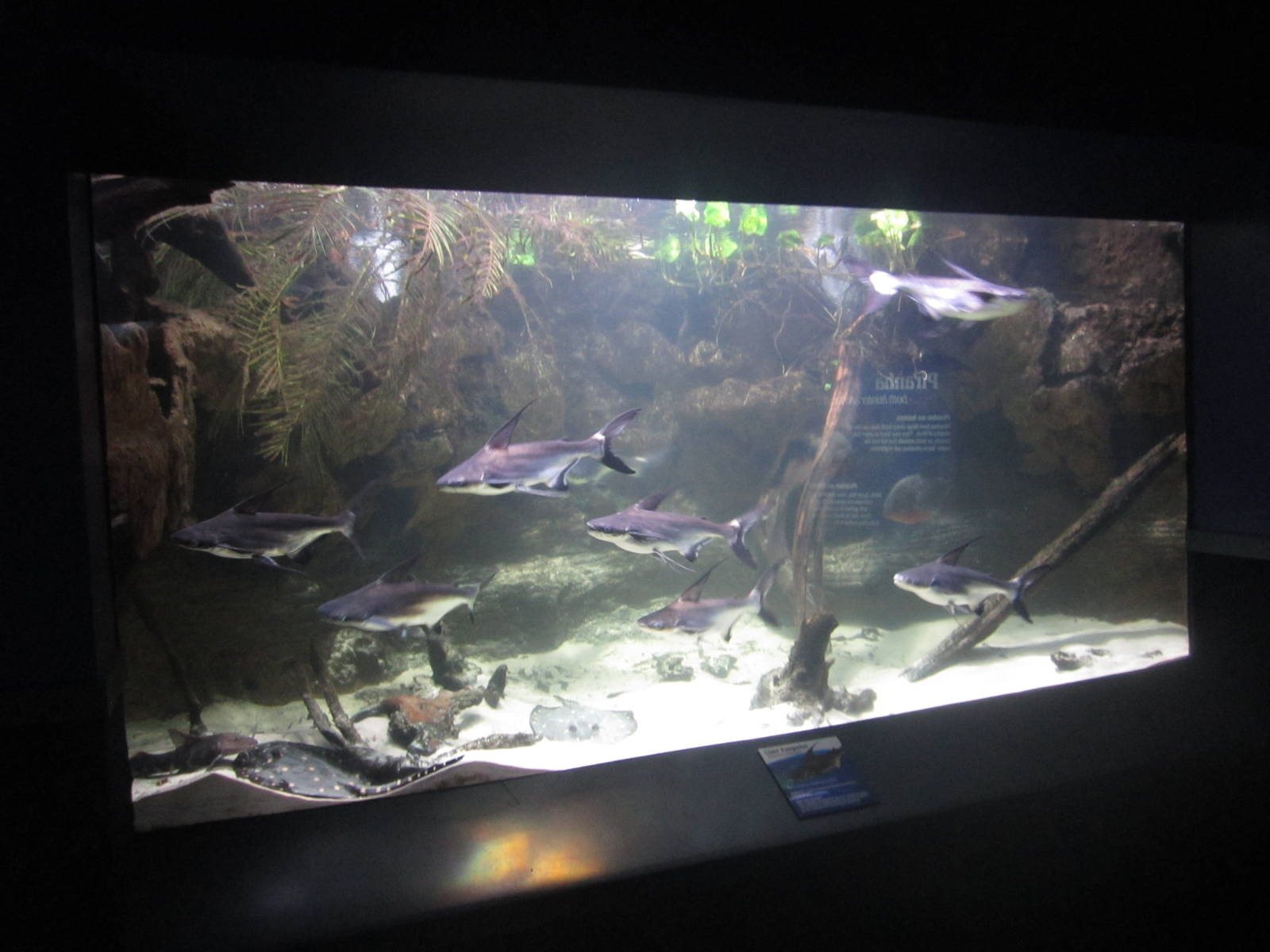 Nov. 2013 - Dangerous and Deadly - Chao Phraya Giant Catfish + White-blotch