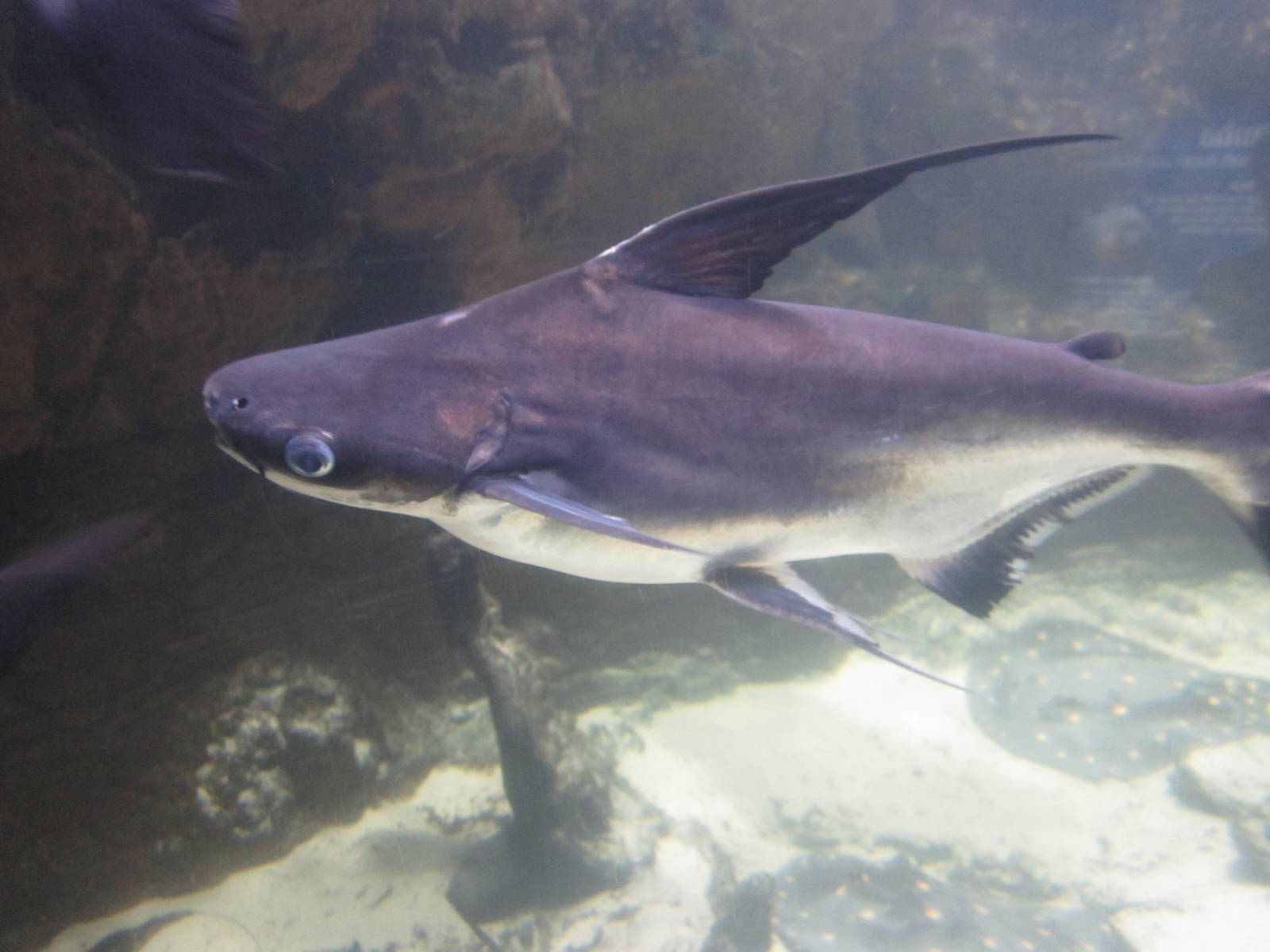Nov. 2013 - Dangerous and Deadly - Chao Phraya Giant Catfish