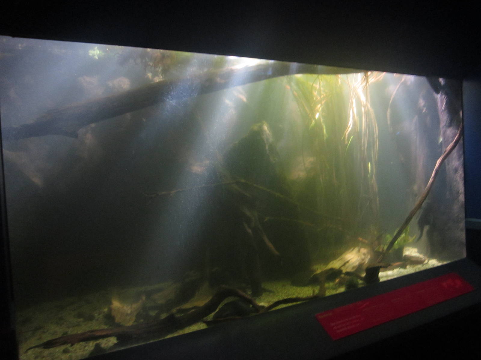Nov. 2013 - Dangerous and Deadly - Electric Eel Tank