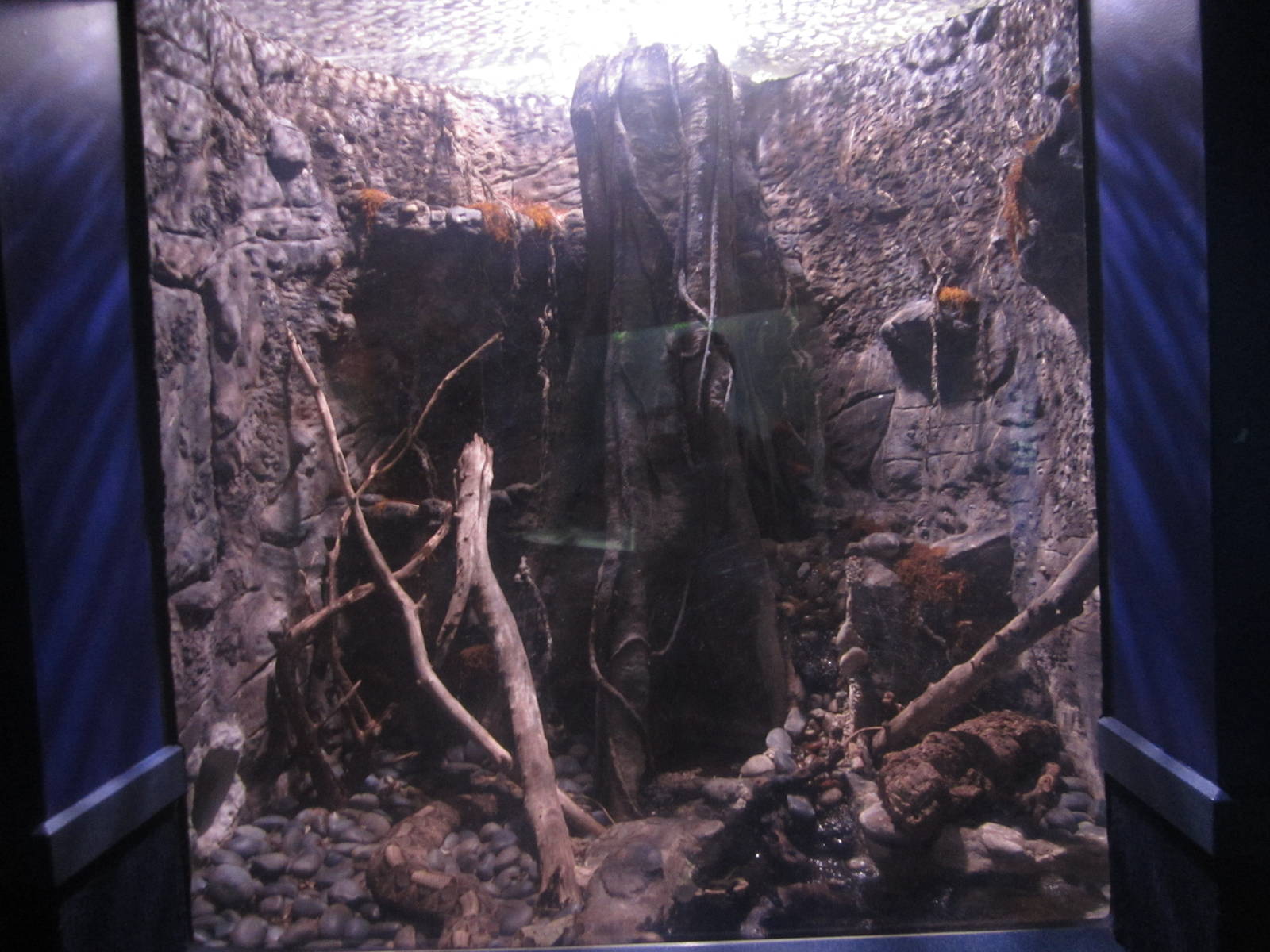 Nov. 2013 - Dangerous and Deadly - Gaboon Viper Exhibt