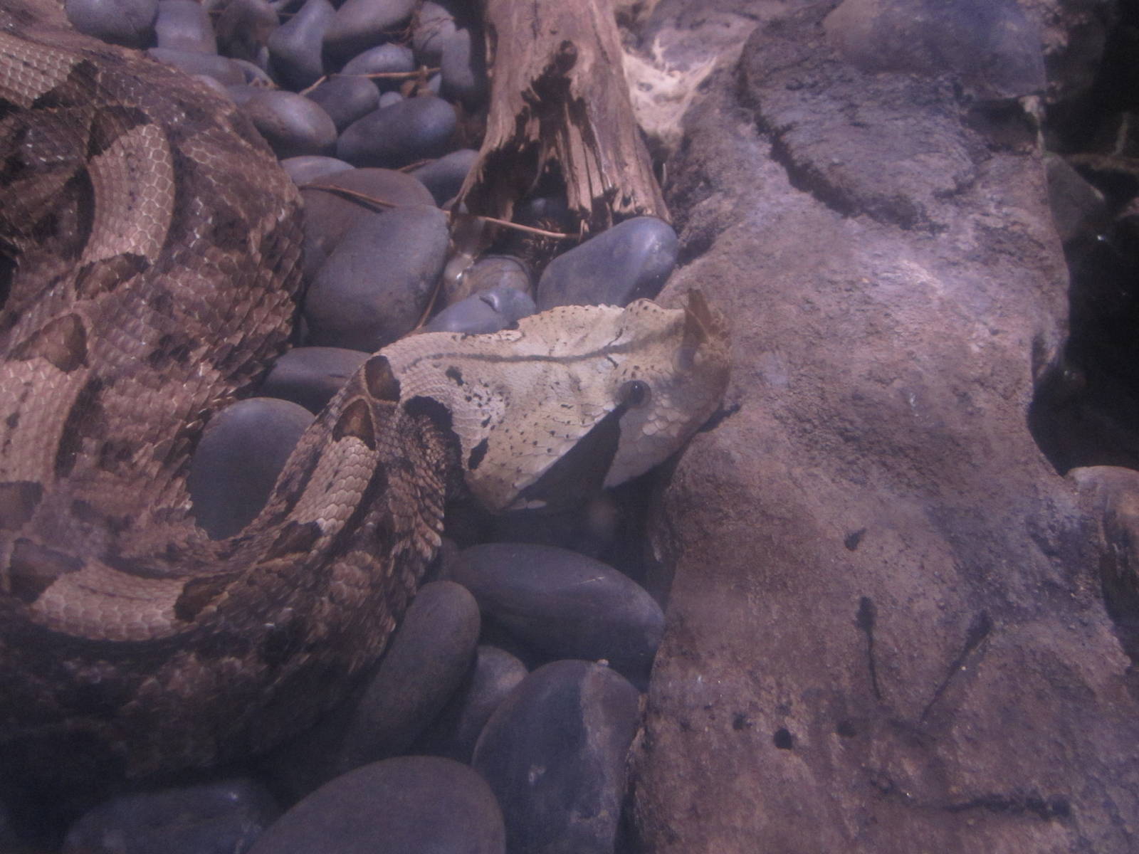 Nov. 2013 - Dangerous and Deadly - Gaboon Viper