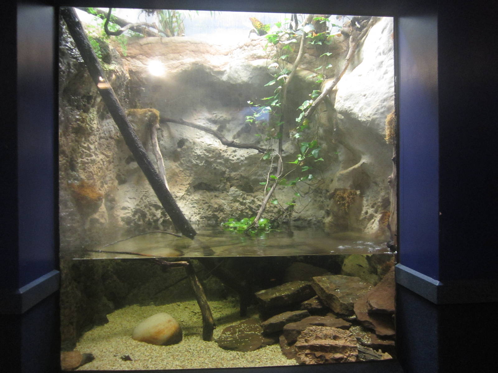 Nov. 2013 - Dangerous and Deadly - Mata Mata Turtle Exhibit