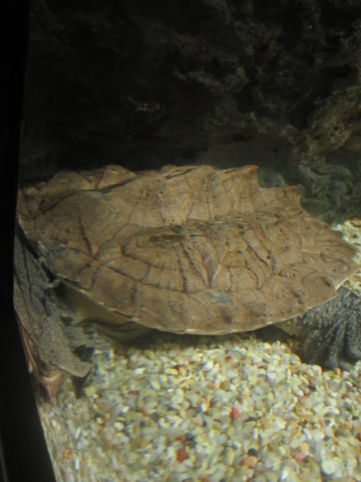 Nov. 2013 - Dangerous and Deadly - Mata Mata Turtle