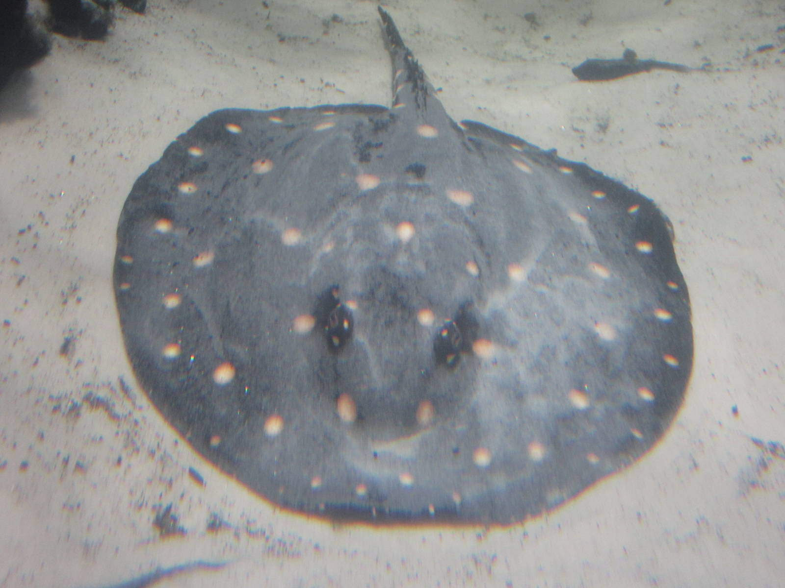 Nov. 2013 - Dangerous and Deadly - White-blotched River Ray