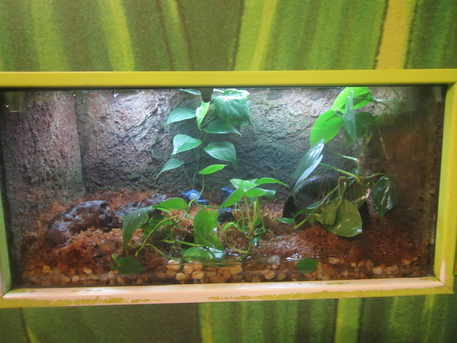 Nov. 2013 - Frog Bog - Blue Poison Dart Frog Exhibit