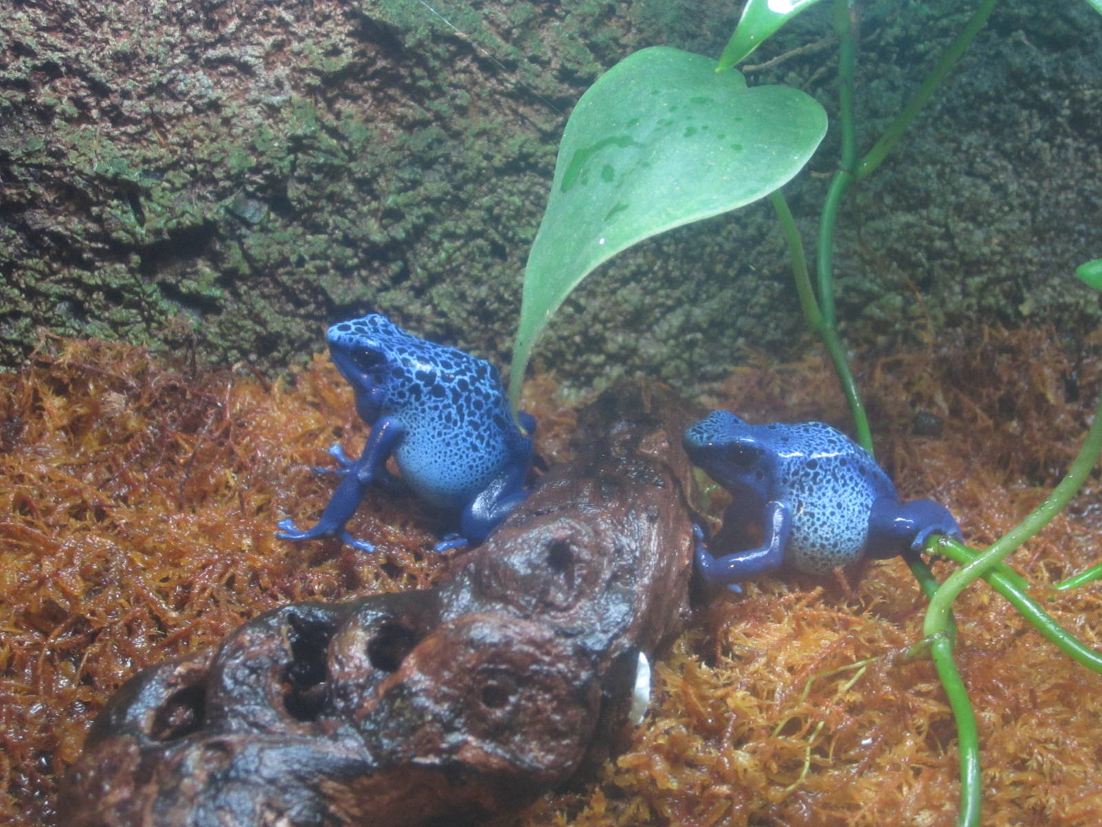 Nov. 2013 - Frog Bog - Blue Poison Dart Frogs