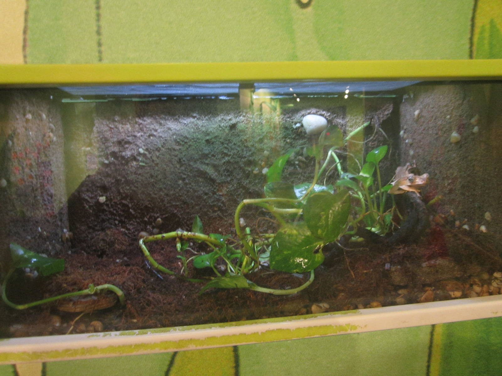 Nov. 2013 - Frog Bog - Bornean Eared Frog Exhibit