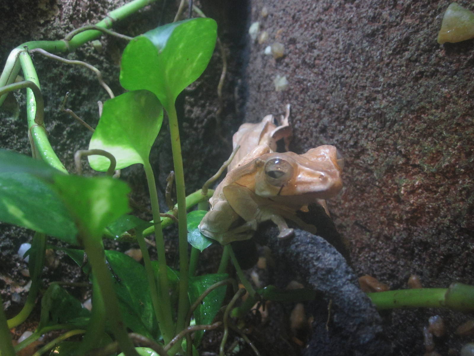 Nov. 2013 - Frog Bog - Bornean Eared Frog