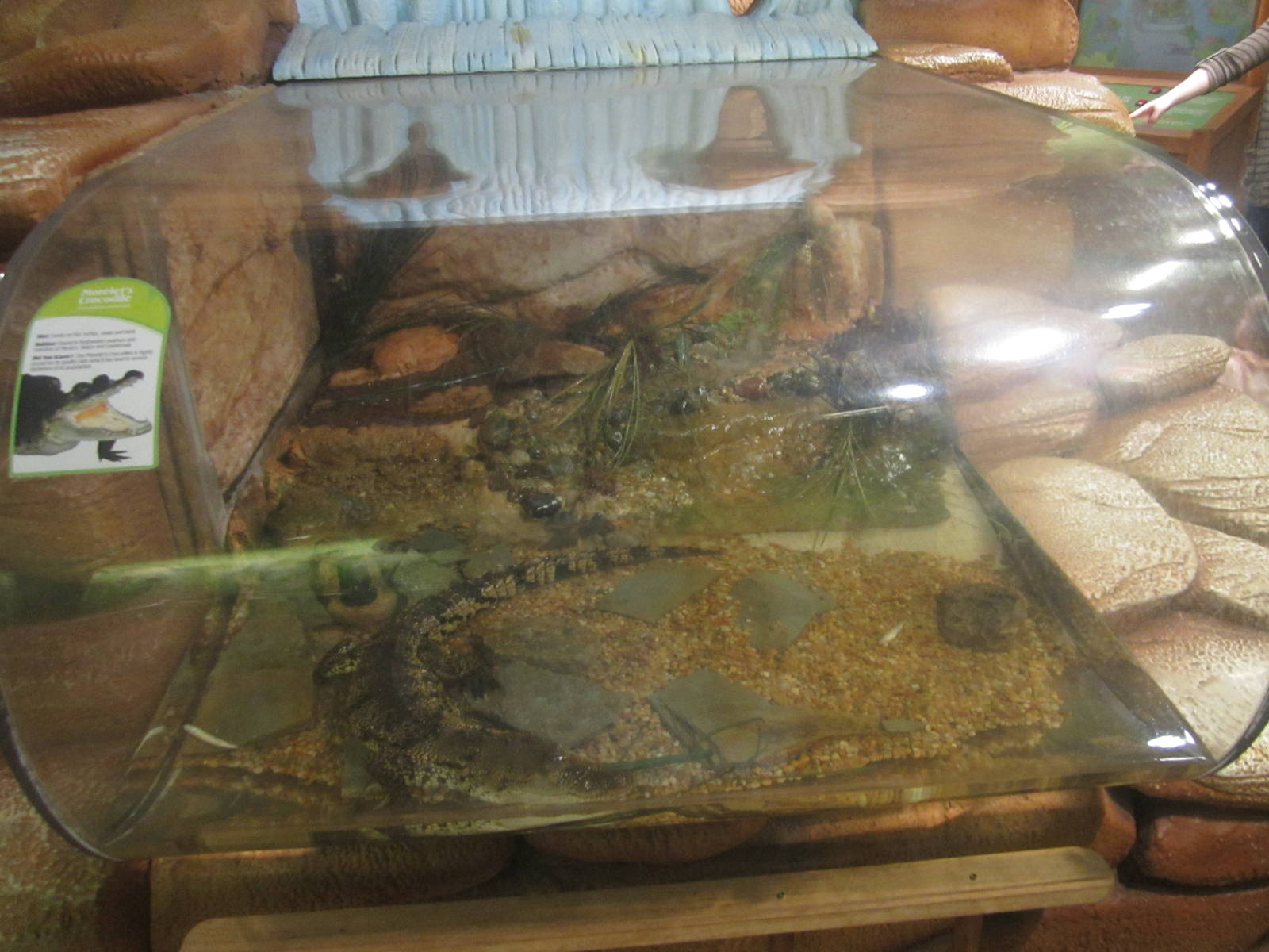 Nov. 2013 - Frog Bog - Morelet's Crocodile Exhibit