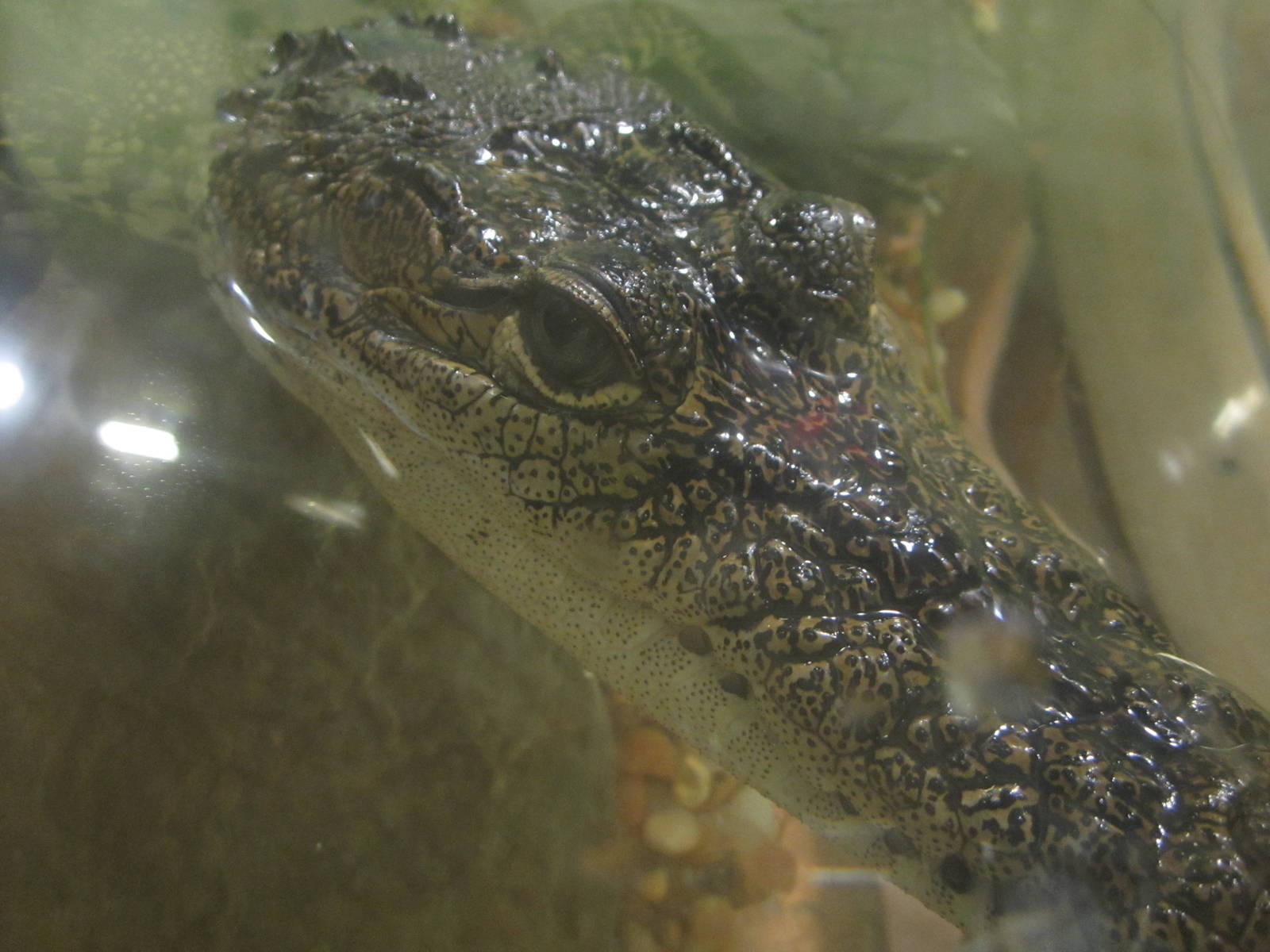 Nov. 2013  - Frog Bog - Morelet's Crocodile