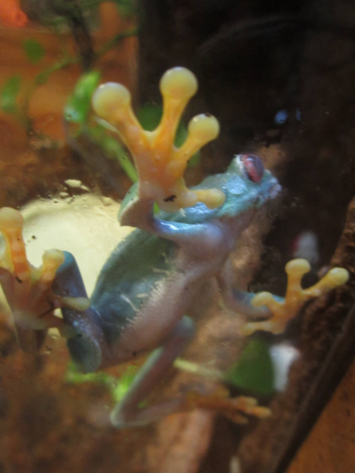 Nov. 2013 - Frog Bog - Red-eyed Tree Frog