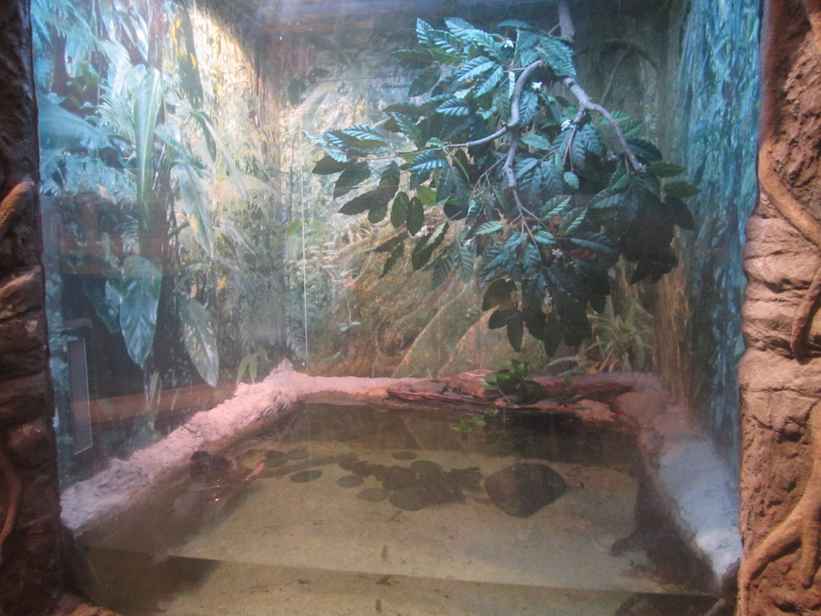 Nov. 2013 - Gator Alley - Malaysian Gharial Exhibit