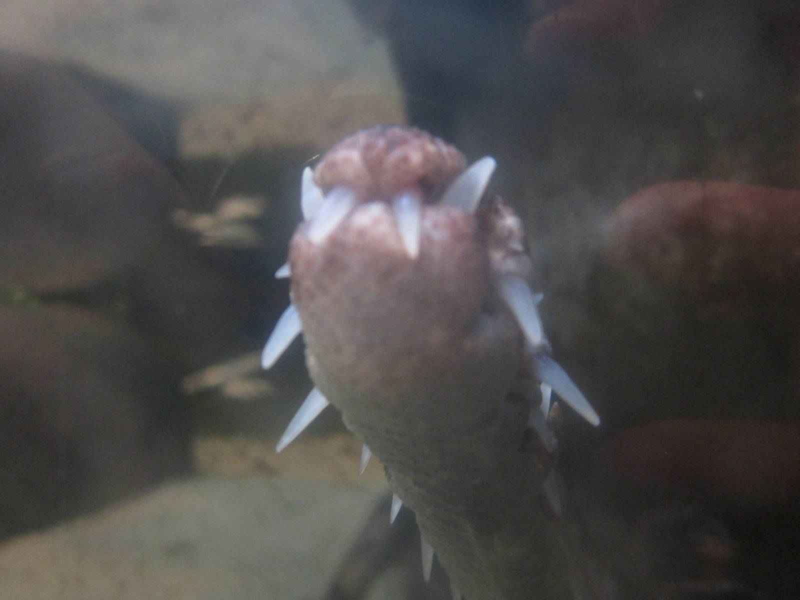 Nov. 2013 - Gator Alley - Malaysian Gharial Snout