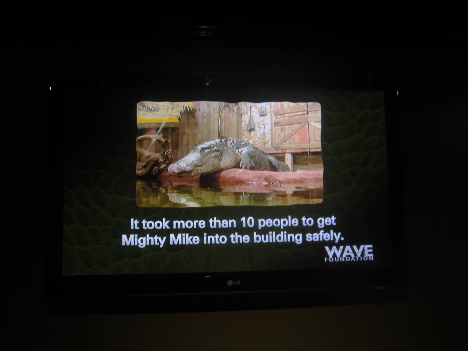 Nov. 2013 - Gator Alley - Mighty Mike Fact