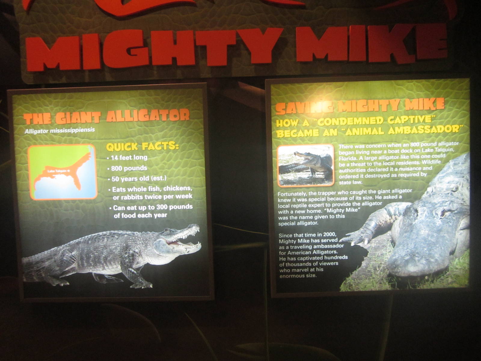 Nov. 2013 - Gator Alley - Mighty Mike Signs