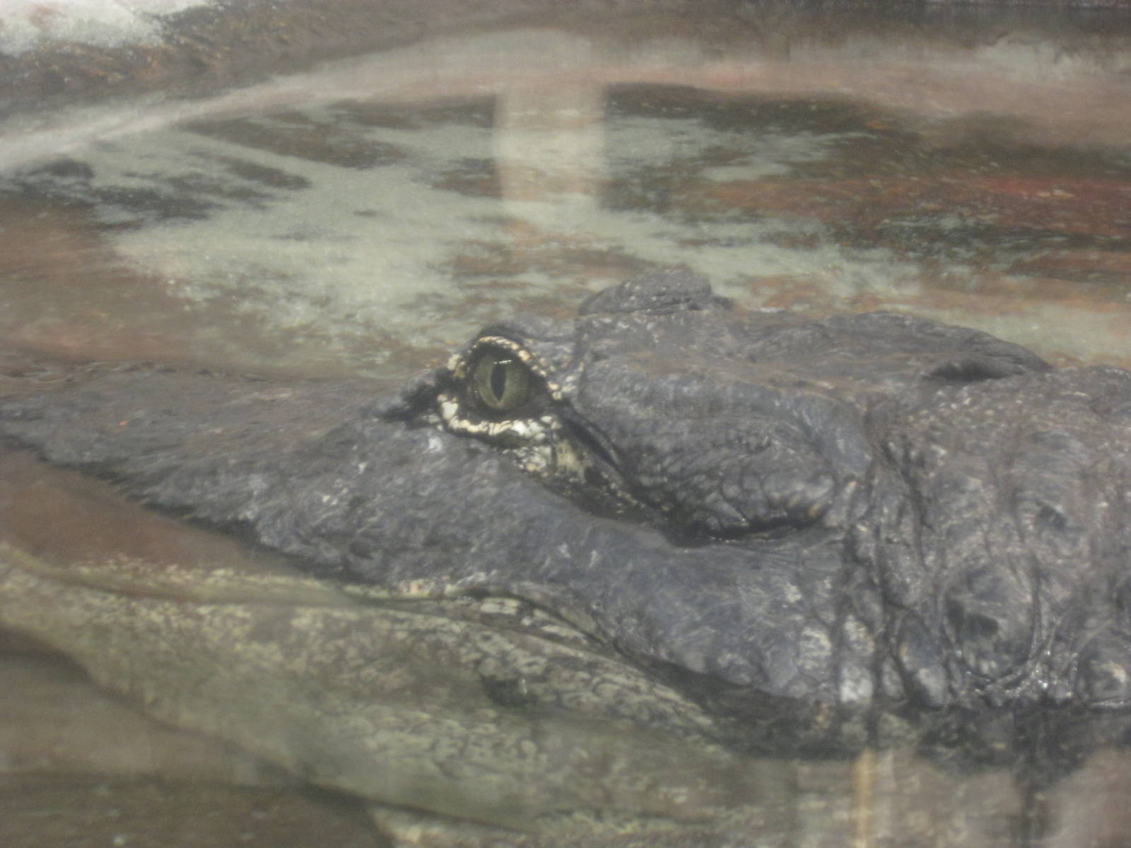 Nov. 2013 - Gator Alley - Mighty Mike