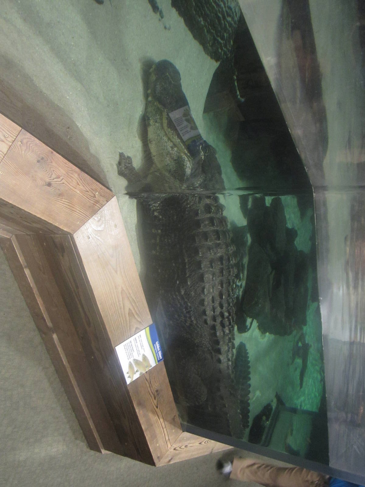 Nov. 2013 - Gator Alley - Mighty Mike