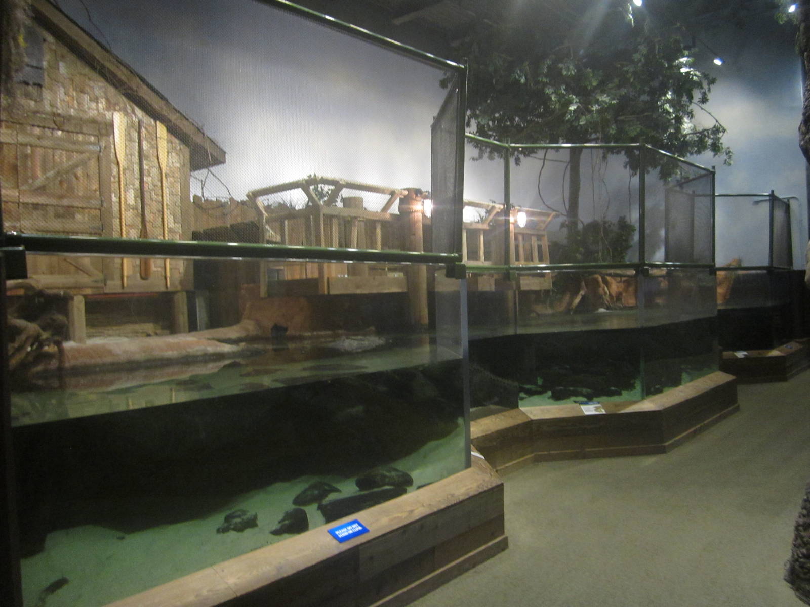 Nov. 2013 - Gator Alley - Mighty Mike's Exhibit