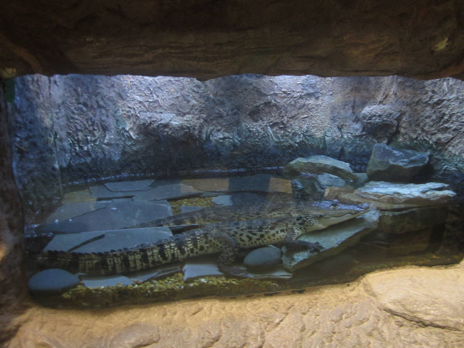 Nov. 2013 - Gator Alley - Morelet's Crocodile Exhibit