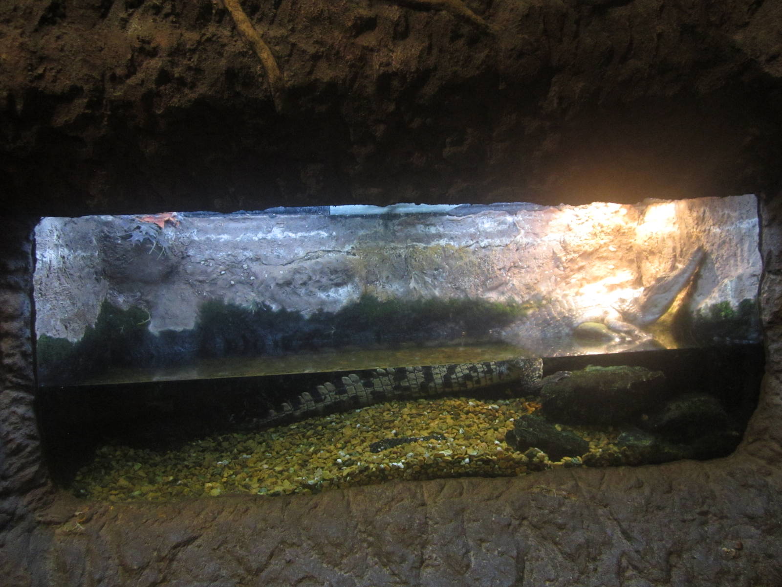 Nov. 2013 - Gator Alley - Nile Crocodile Exhibit
