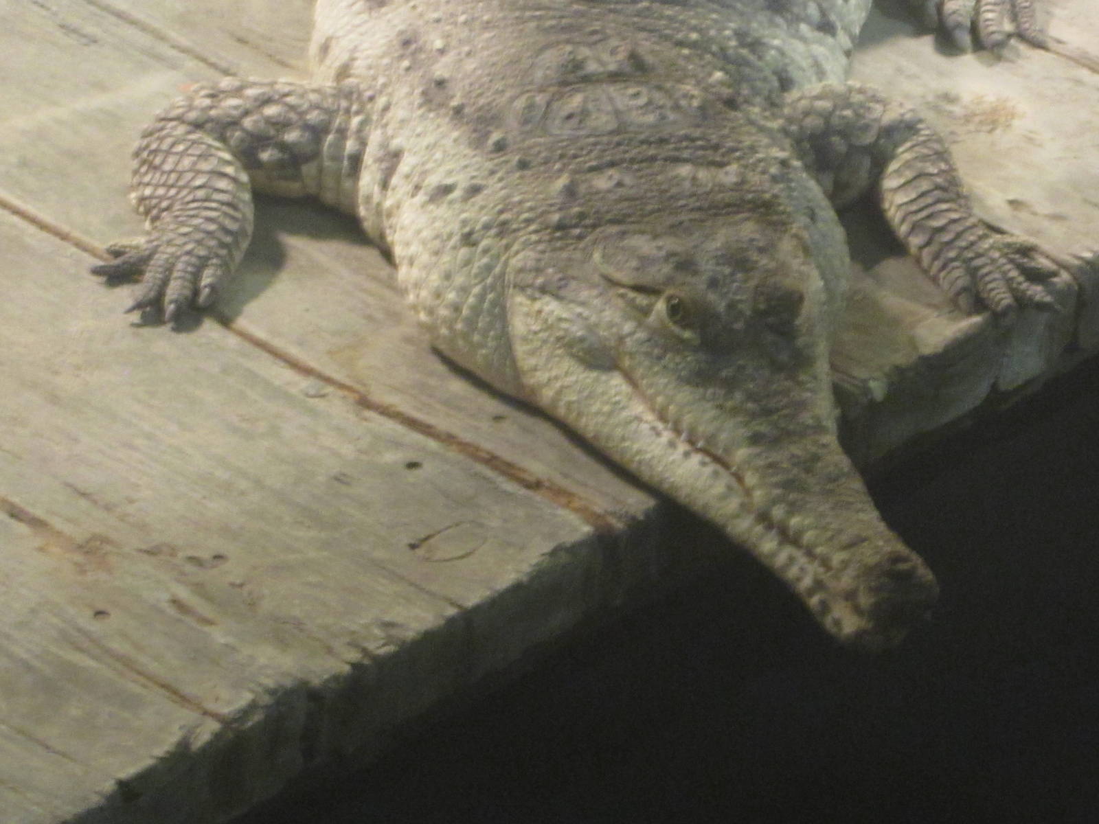 Nov. 2013 - Gator Alley - Orinoco Crocodile