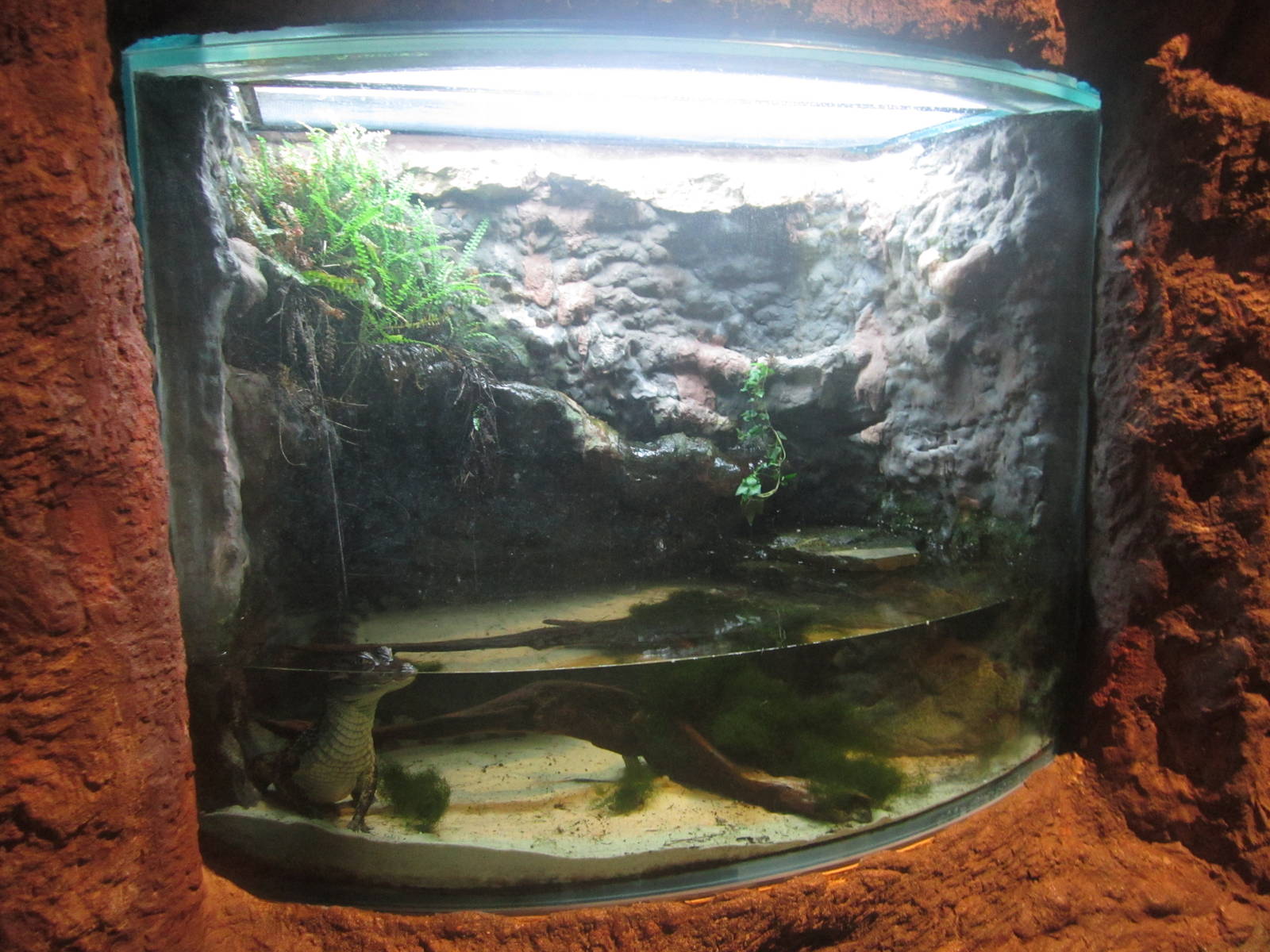 Nov. 2013 - Gator Alley - Spectacled Caiman Exhibit