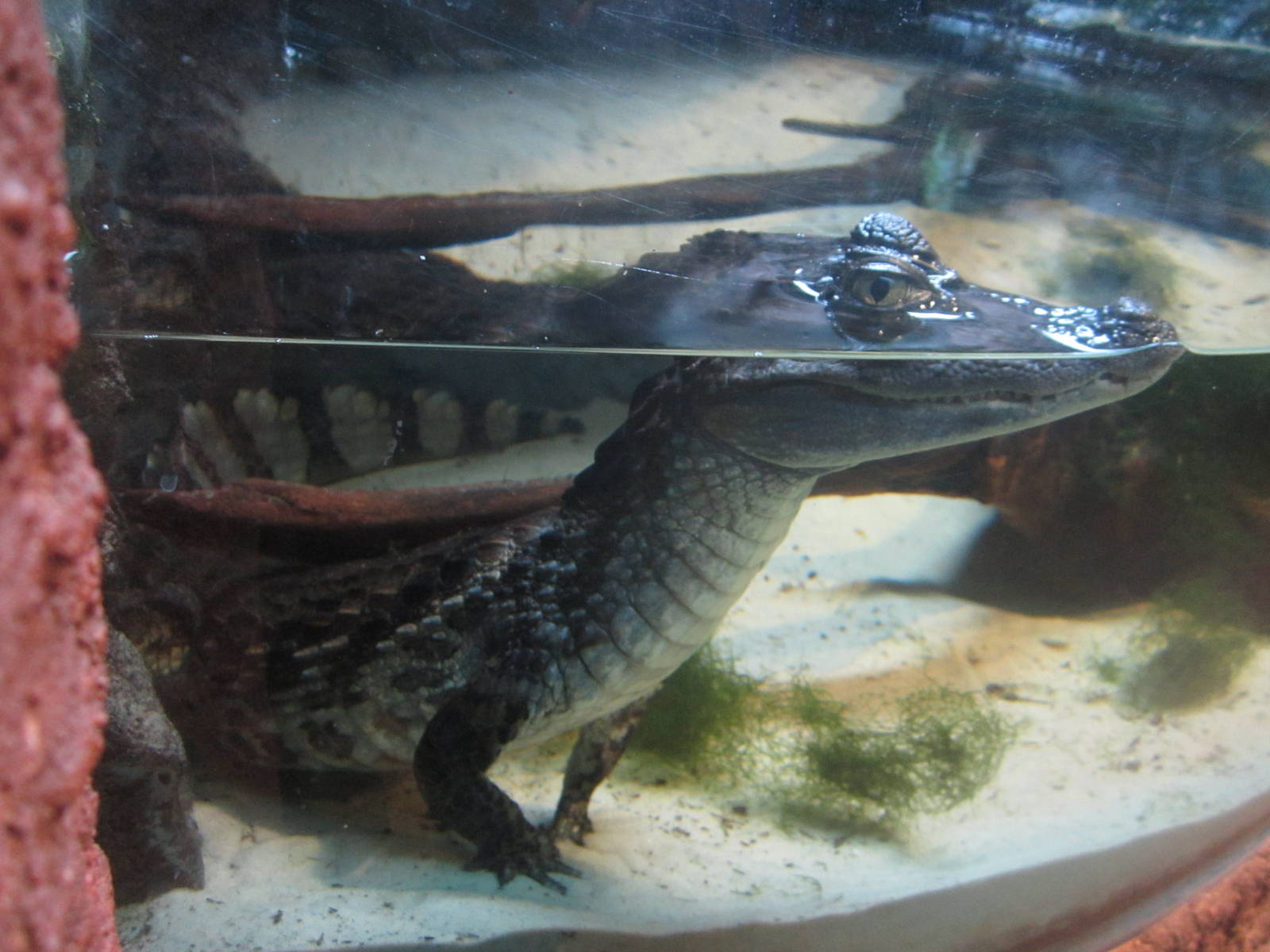 Nov. 2013 - Gator Alley - Spectacled Caiman