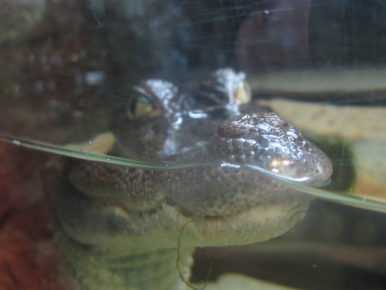 Nov. 2013 - Gator Alley - Spectacled Caiman