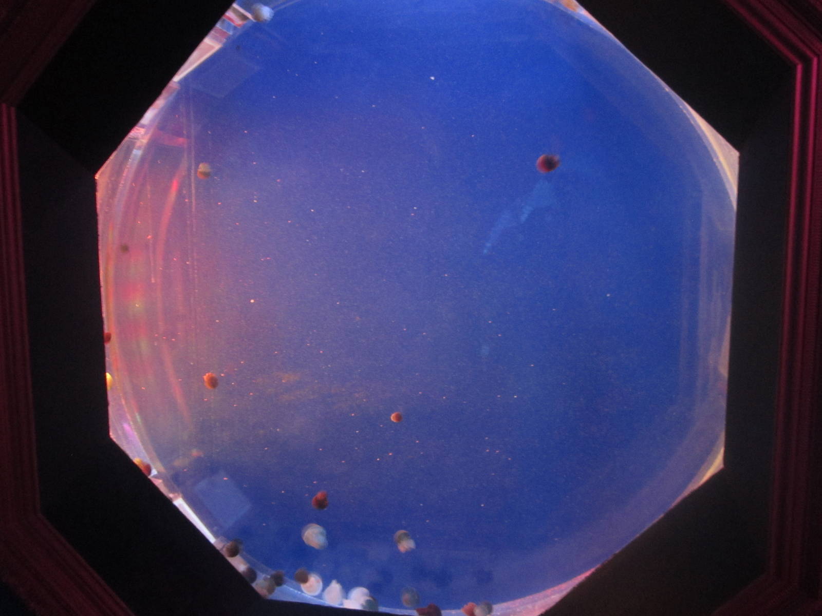 Nov. 2013 - Jellyfish Gallery - Colored Jellyfish Tank