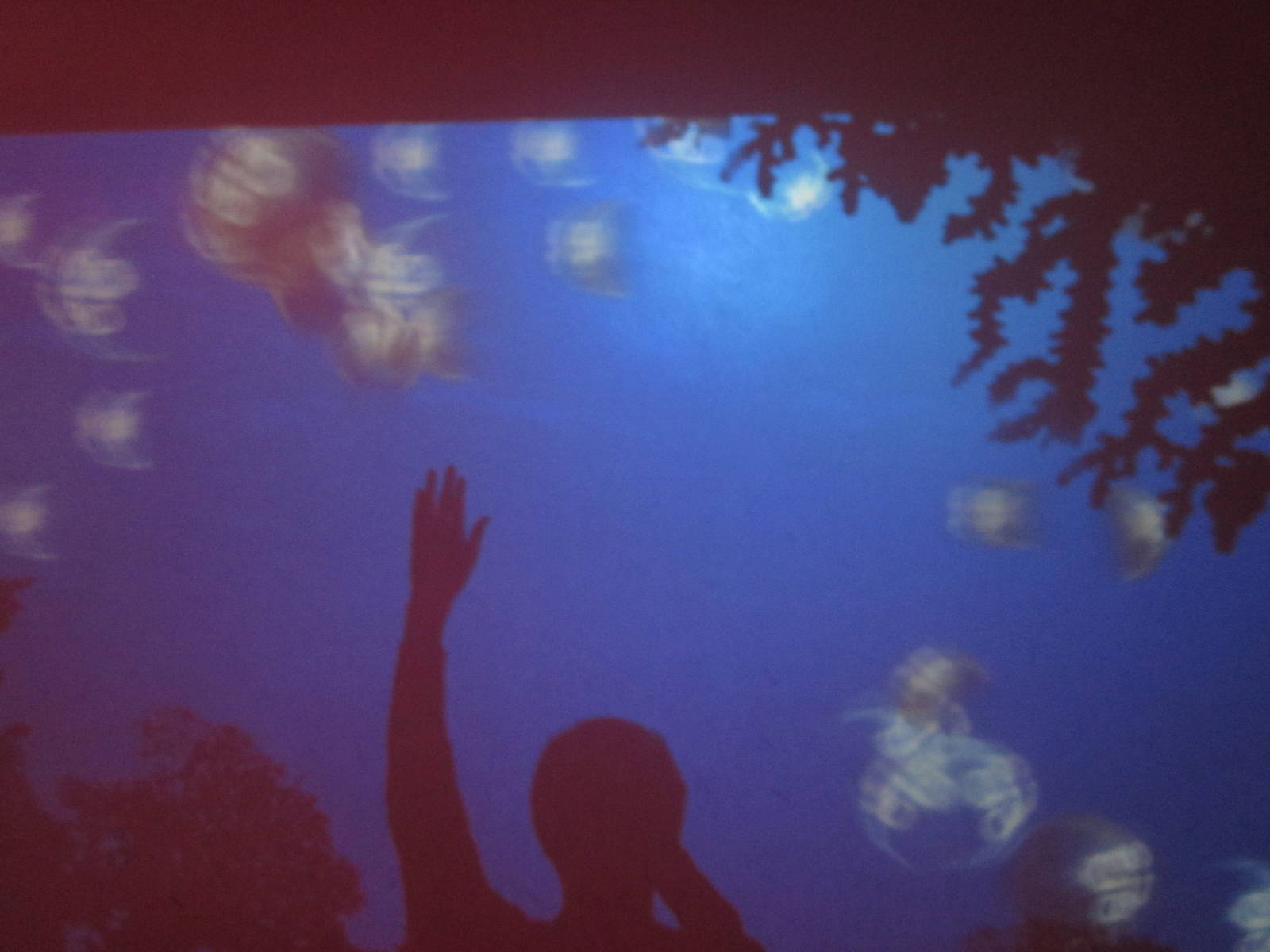 Nov. 2013 - Jellyfish Gallery - Interactive Projection