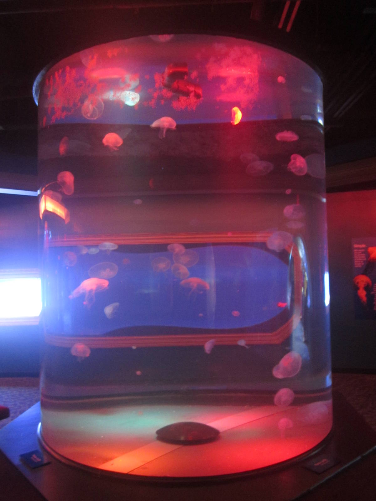 Nov. 2013 - Jellyfish Gallery - Moon Jelly Tank